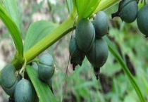 黄精种子价格及种植方法 黄精的播种多久？