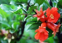 在西班牙什么花象征着富贵吉祥