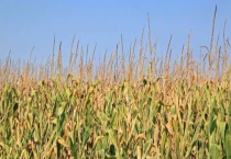 玉米常见的病虫害有哪些？该如何防治