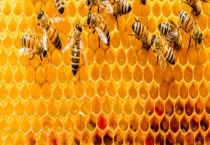 蜜蜂王台封盖几天出来 新蜂王出台后几天交尾