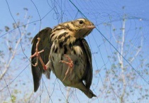 地震前鸟的反应