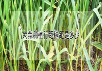 大蒜种植行距株距是多少？