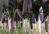 八月瓜产地在哪里？附繁殖多久？