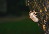 金蝉养殖基地哪里有