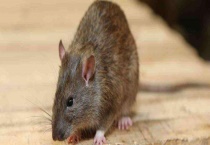 老鼠咬人吗 咬人是否有毒 怎么处理？