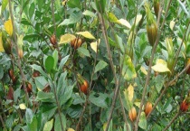 黄栀子与栀子花有什么不同 附黄栀子的使用价值