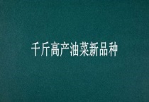 千斤高产油菜新品种