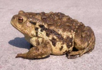 癞蛤蟆会叫吗？