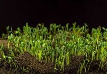 草籽撒在表面会发芽吗？