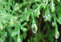 翠云草蔫了怎么办？