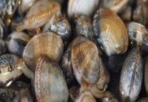 蛤蜊产地 目前我国较多沿海城市有养殖