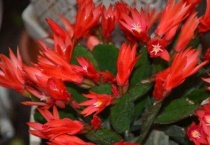 仙指兰几月开花