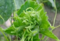 打顶是什么意思