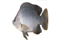 罗非鱼的生活习性 罗非鱼不耐低温