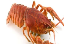 怎么钓龙虾最快？饵料最好用猪肝钓