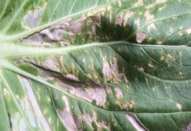 白菜细菌性叶斑病 详细介绍病状及病因