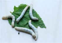 蚕如何分辨脱皮还是死了