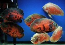 地图鱼身上烂了怎么办？