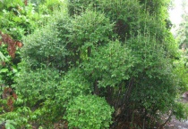 日本吊钟树枝能种活吗？