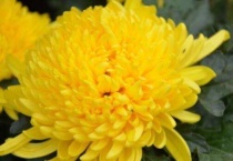 菊花的颜色都有什么色