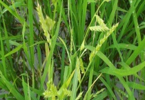 怎样区分水稻和稗草 除去稗草的方法有哪些？