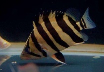 虎鱼一般养几条好