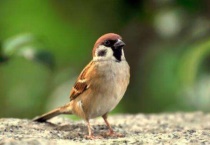 麻雀是益鸟还是害鸟