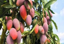 芒果水培多久？