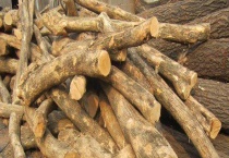 真假黄杨木鉴别方法 黄杨木的生长特征