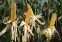 矮杆大棒玉米的品种有哪些 具体有哪些特征特性