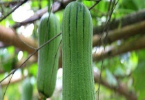 丝瓜苗移栽注意什么？