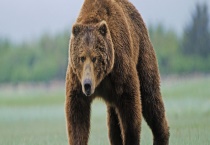 狗熊的过冬方法 附狗熊简介