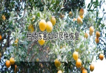 柑橘冻害如何尽快恢复