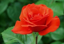 玫瑰花花语和寓意