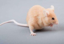 风油精如何驱赶老鼠