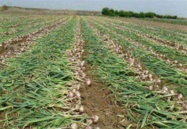 大蒜价格多少钱一斤