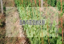 豆角与芸豆的区别？