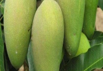 芒果裂果是什么原因？