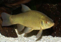 丁桂鱼和鲈鱼哪个刺少