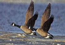 大雁在哪个季节南飞  为什么会排成“人”字或“一”字形飞行