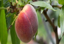 防治桃树蚜虫难的主要原因是什么？桃树蚜虫的防治多久？