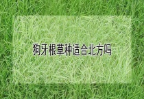 狗牙根草种适合北方吗？