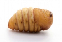 蚕蛹和蜂蛹哪个有营养 有什么区别？？