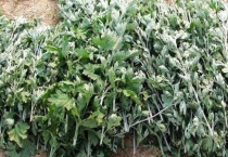 孔雀木掉叶子怎么回事