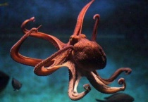 章鱼怎么保护自己