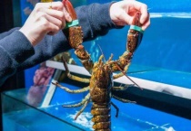 波士顿龙虾怎么养活