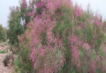 红柳树皮有毒吗？