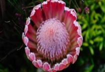 帝王花能在水里养多久？