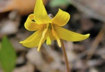 铃铛花在一天当中几点开花