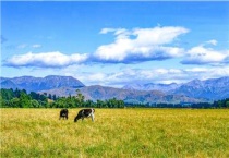 什么牛不会耕地